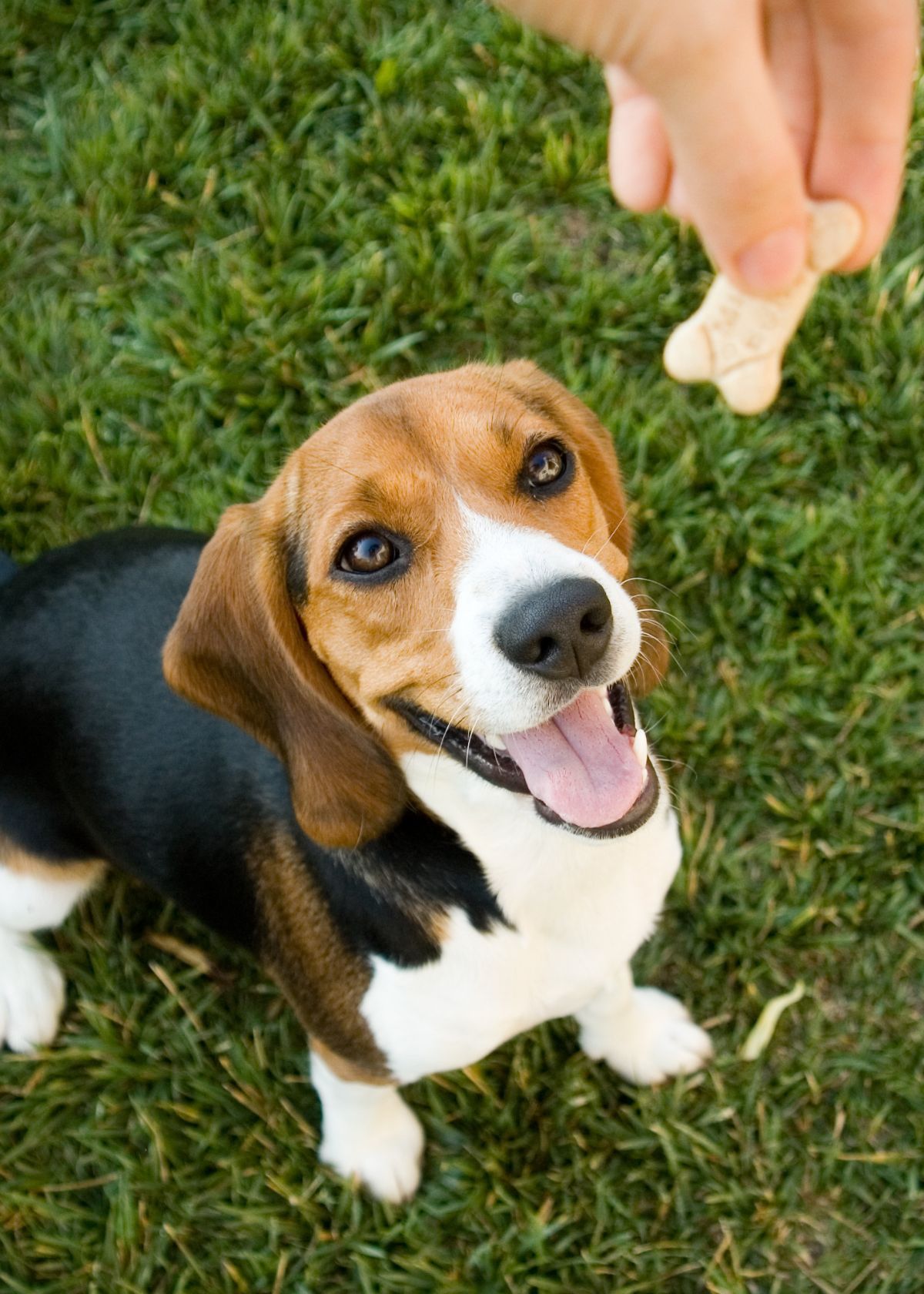 Is Bacon Safe for Dogs? Unraveling the Truth