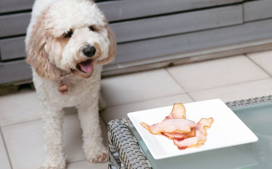 Bacon Delights or Health Risks Of Bacon?