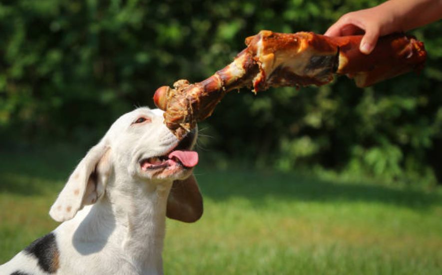 Barking for Bacon or Pork Bones: Can Dogs Safely Indulge?