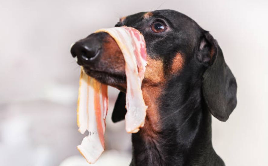 Decoding the Bacon Conundrum: Dogs and Their Favorite Treat