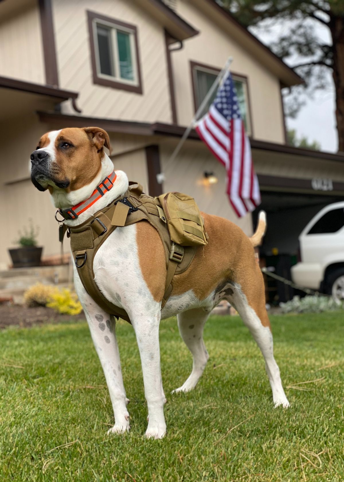 Best tactical dog harness
