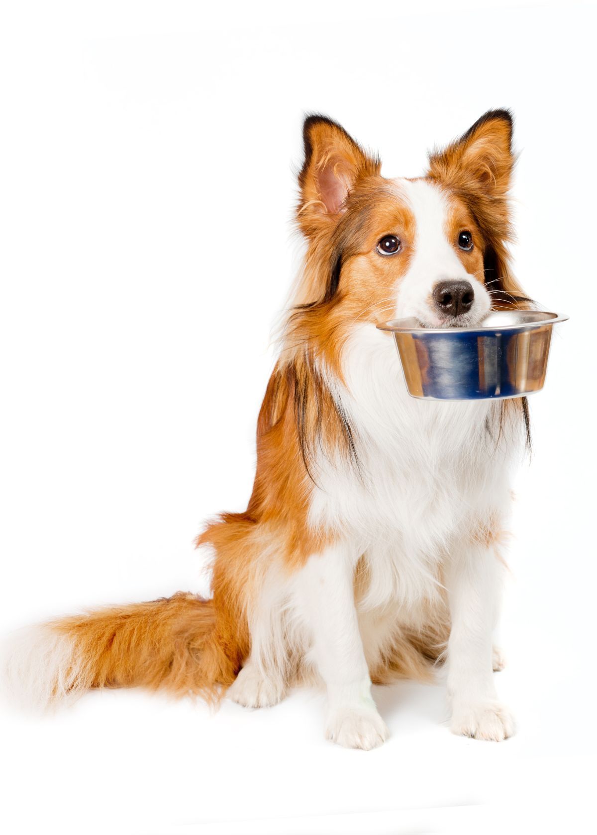 Are Elevated Dog Bowls Necessary