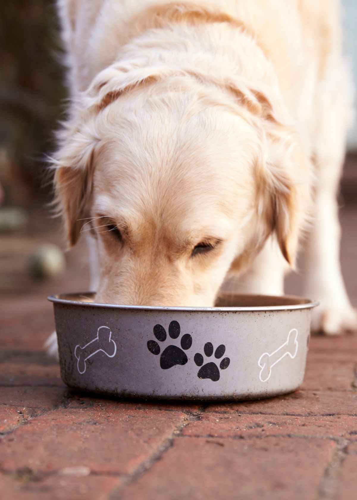 Best Slow Feed Bowl for Dogs 
